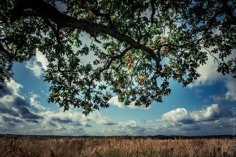 #oak #landscape #field #PhotoByDmitryGorkovets  Одинокий дуб. Alone in the field. photo preview