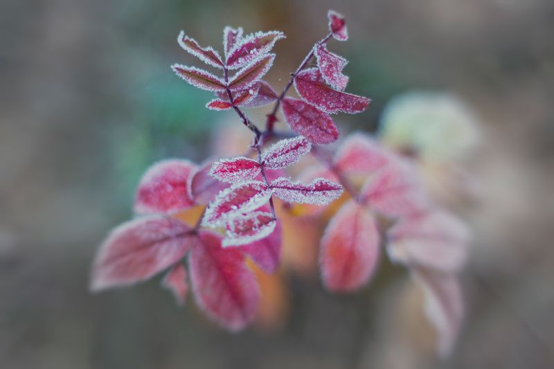 иней Первые заморозки.photo preview