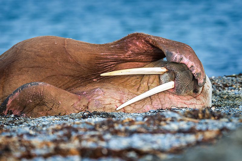морж   сергей иванов Утомлённый солнцемphoto preview