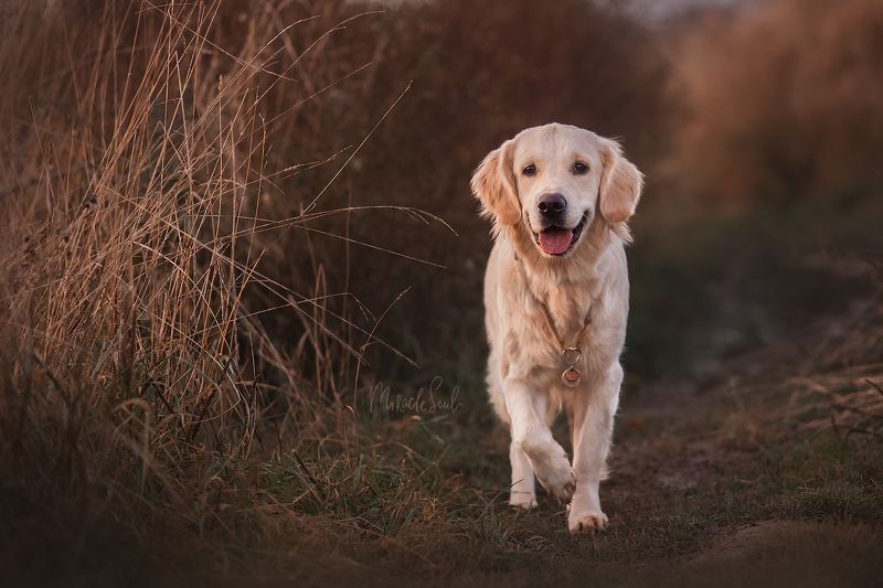 Рейчелphoto preview