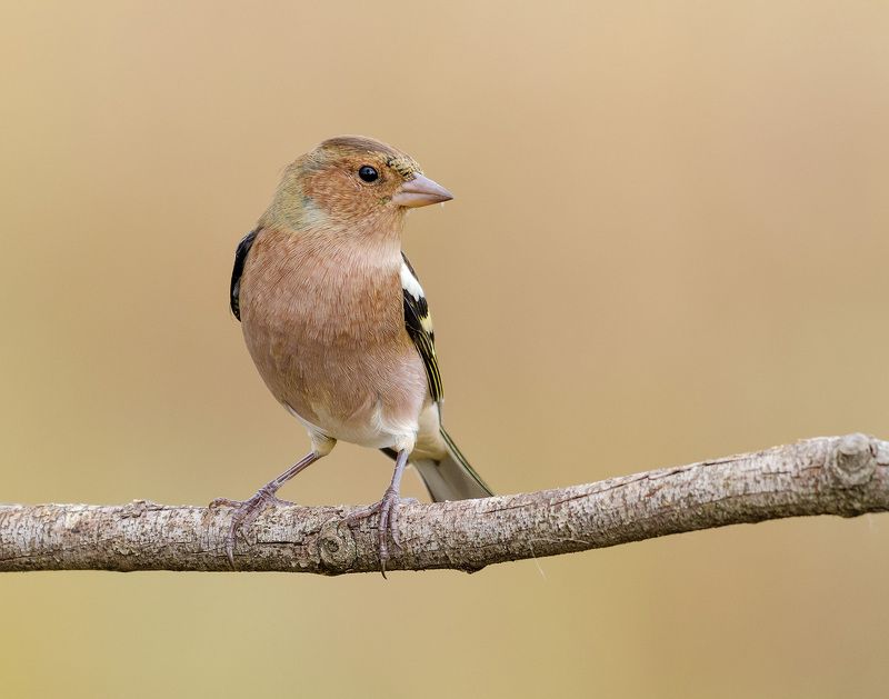 зяблик зябликphoto preview