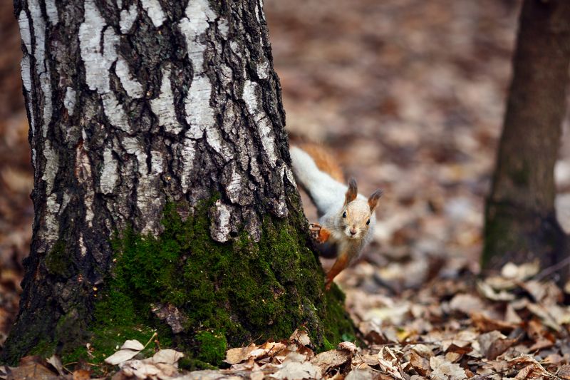 белки, осень, лес Про бельчонкаphoto preview