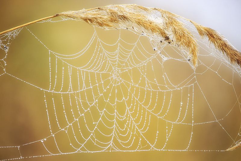 фото природы, осень, раннее утро, сухие травинки, паутина, роса, макро Бабье летоphoto preview
