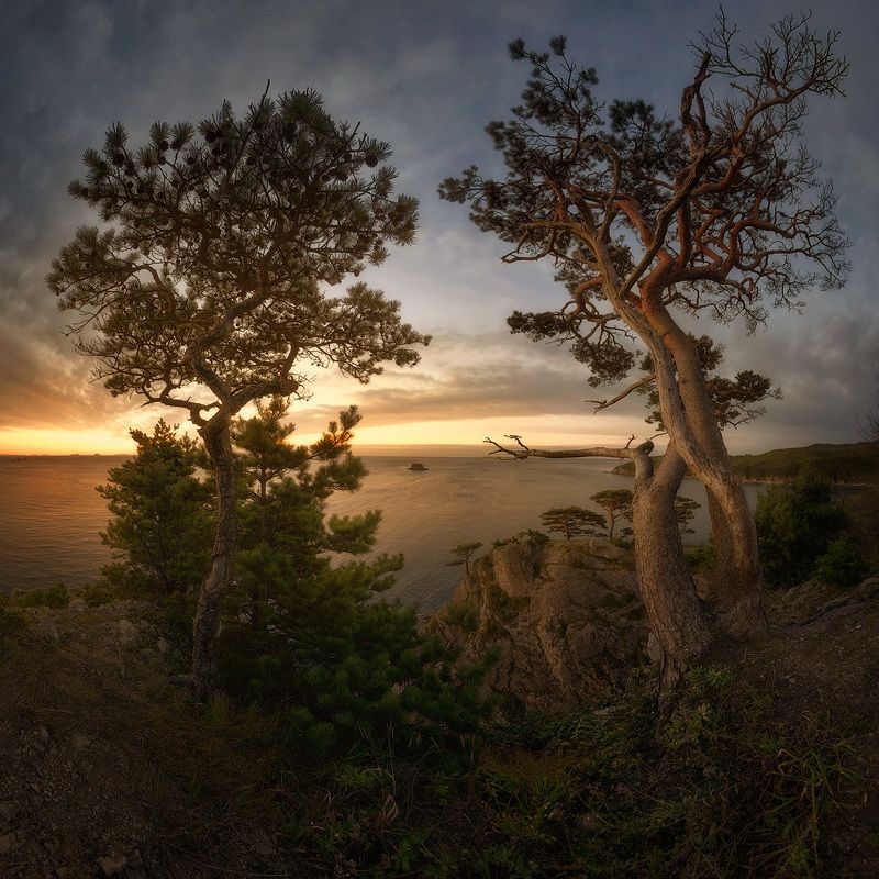 приморский край, заповедник, рассвет, море, солнце Реликтовые сосныphoto preview