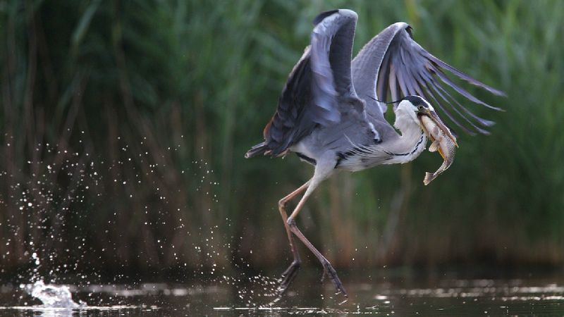 birds,nature,wildlife,grey heron,fish,fishing,rostov region,серая цапля,птицы,дикая природа,фауна,рыба,рыбалка, С уловомphoto preview
