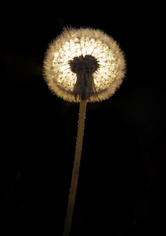 Одуванчикphoto preview