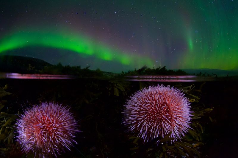 морской еж, сплит, полярное сияние, подводная съемка, ночная фотография, Баренцево море, Заполярье Мелодия Севераphoto preview