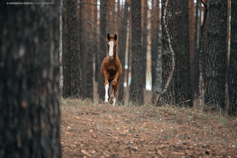 лошадь, гало, жеребенок рыжая малышка по кличке Форсикаphoto preview