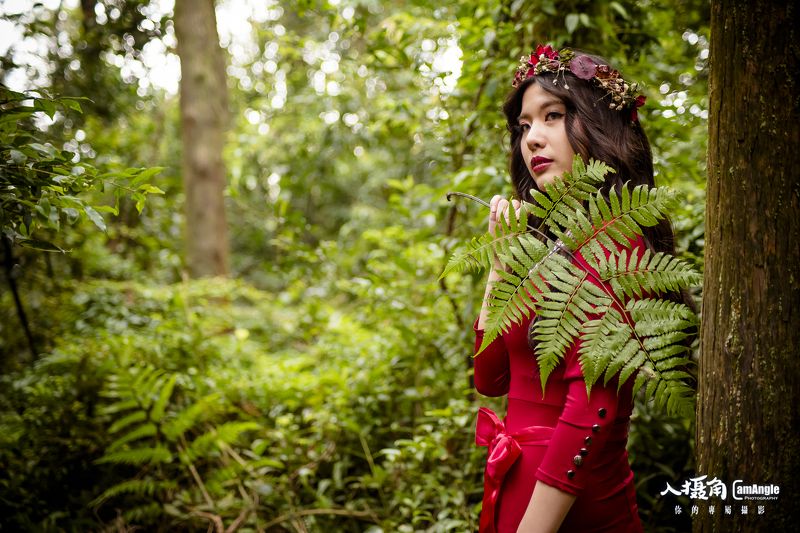 forest forestphoto preview