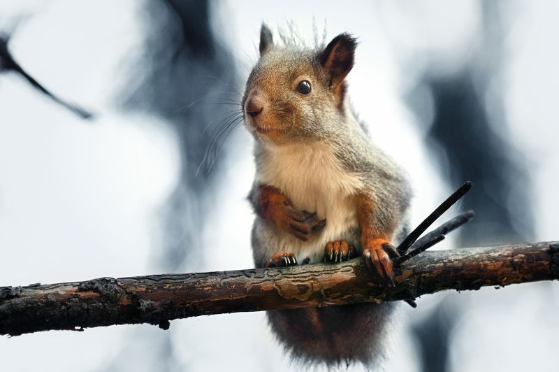 белки, осень, лес Про бельчонкаphoto preview