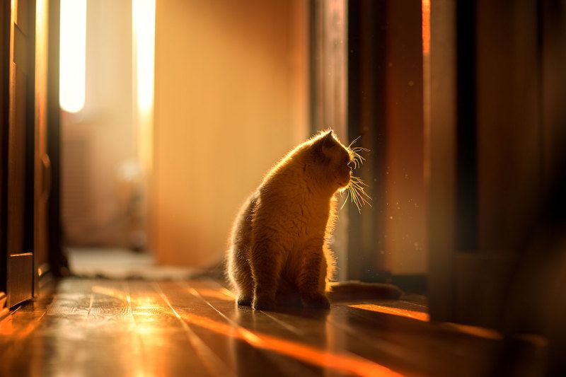 Утроphoto preview