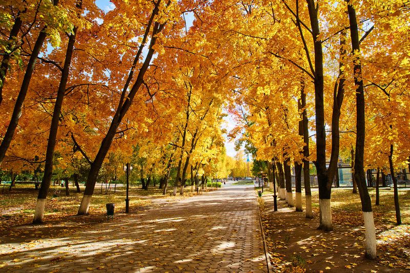 Воронеж,осень Городская осеньphoto preview