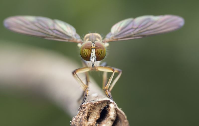 #macro#robberfly#colors I Believed You Can Fly!photo preview