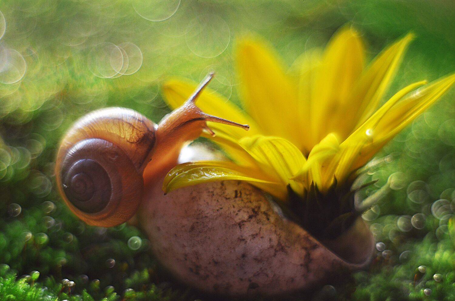 , Лапшина Владлена