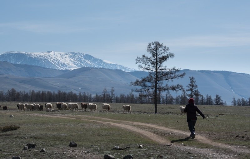 Алтай, река, landscape, mountains весна на Алтаеphoto preview