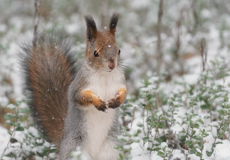 печора,коми,север,белка,осень,снег Белка северной осениphoto preview