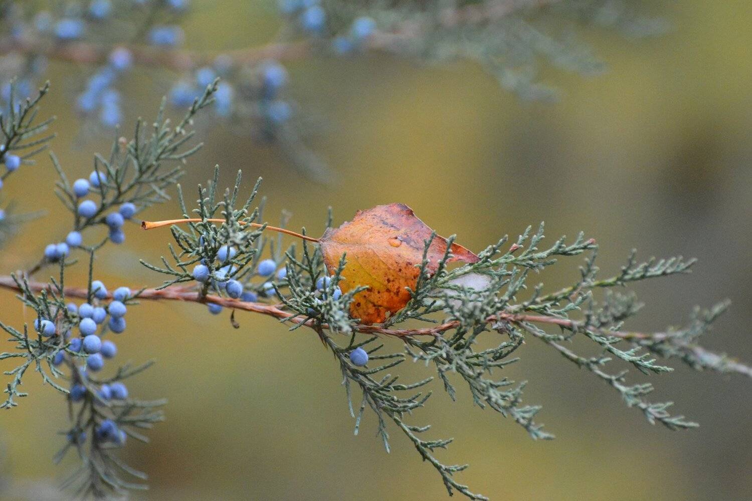 , Юрий Пужалин