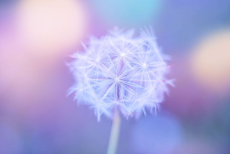 antrisolja, природа, макро, Tender dandelionphoto preview