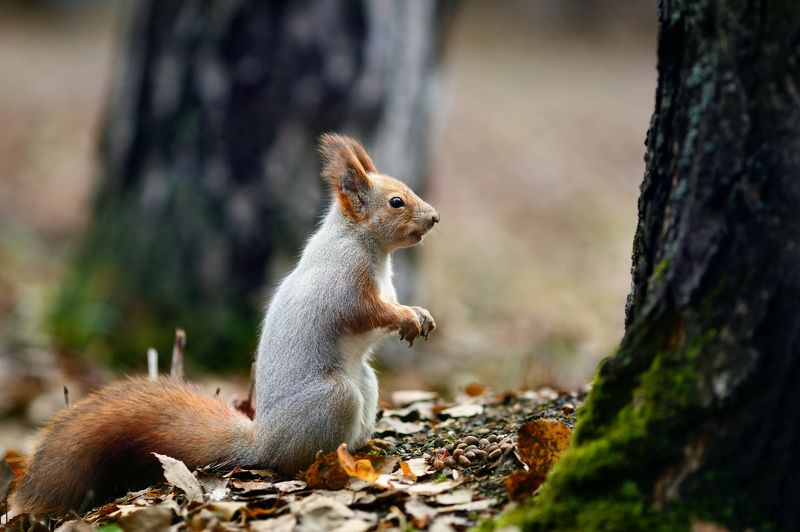 белки, осень, лес Про бельчонкаphoto preview