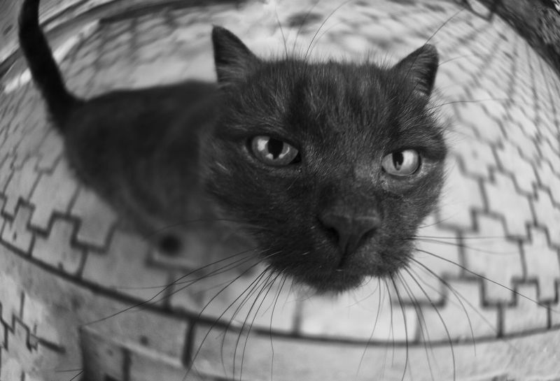 кот,котяра,улица ***photo preview