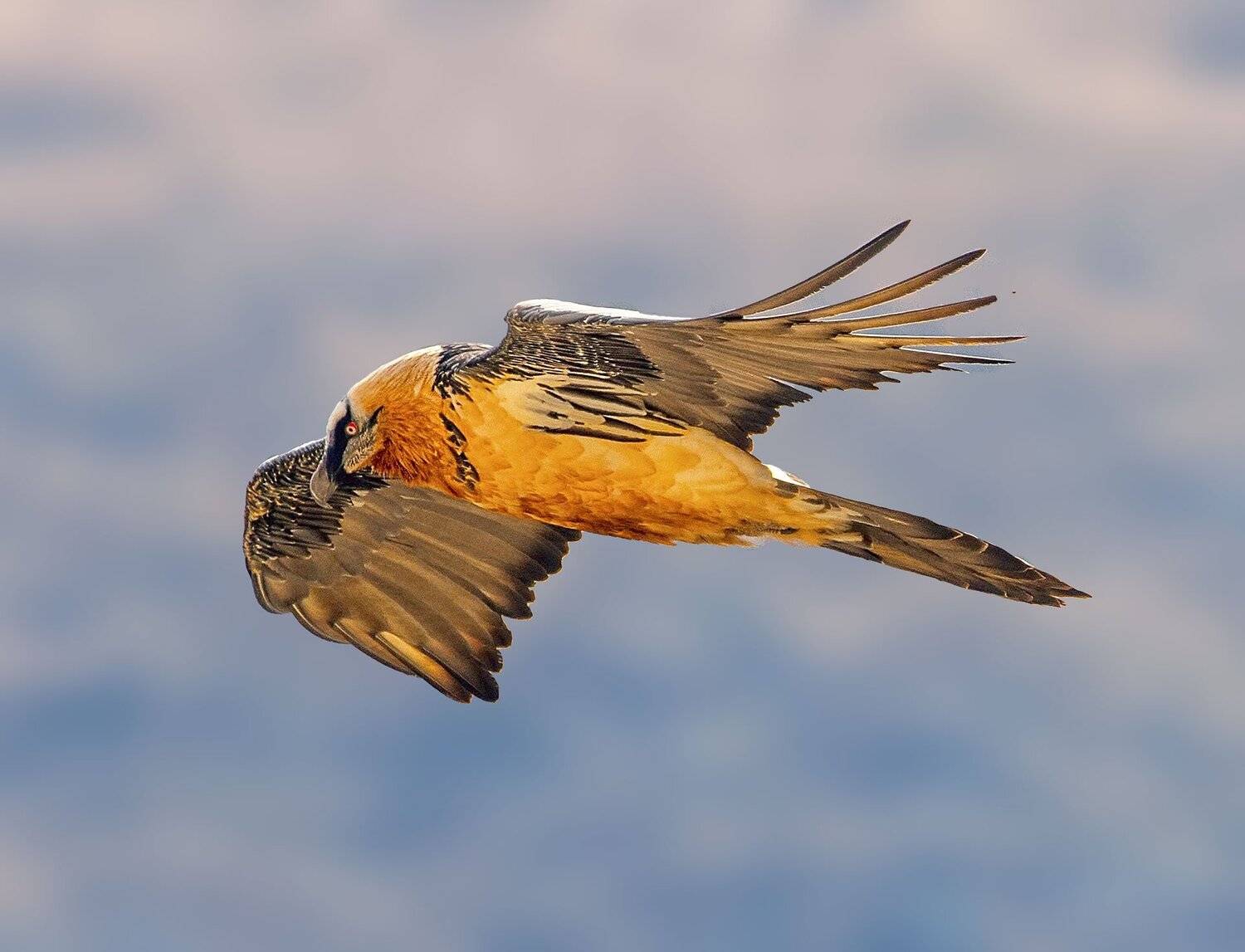 бородач, Хасан Журтов