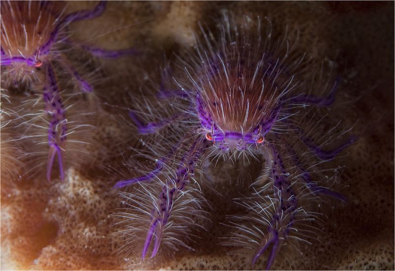 омаровая фея, филиппины, пескадор подводный гламур фото превью