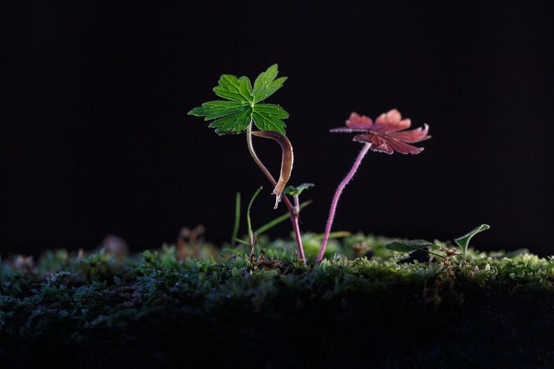 Акробат..photo preview