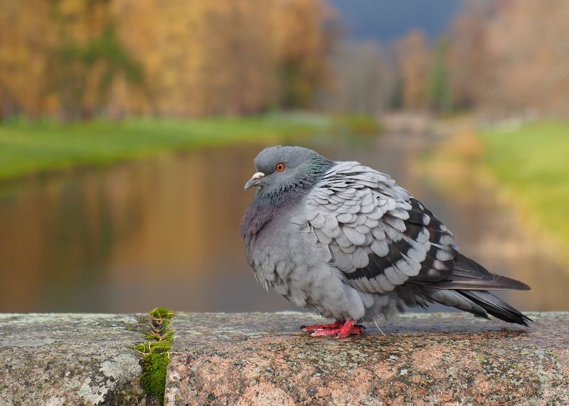 Голубь в осеннем паркеphoto preview