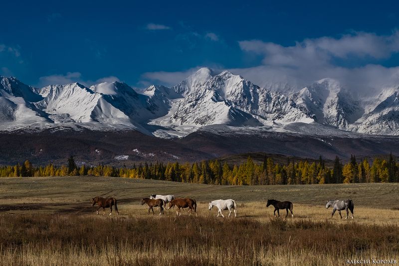 алтай, сибирь, россия, курайская степь, осень, горы, природа, пейзаж, лошади, животные, altai, siberia, russia, kurai steppe, autumn, mountains, nature, landscape, horses, animals Лошади Курайской степи 1photo preview
