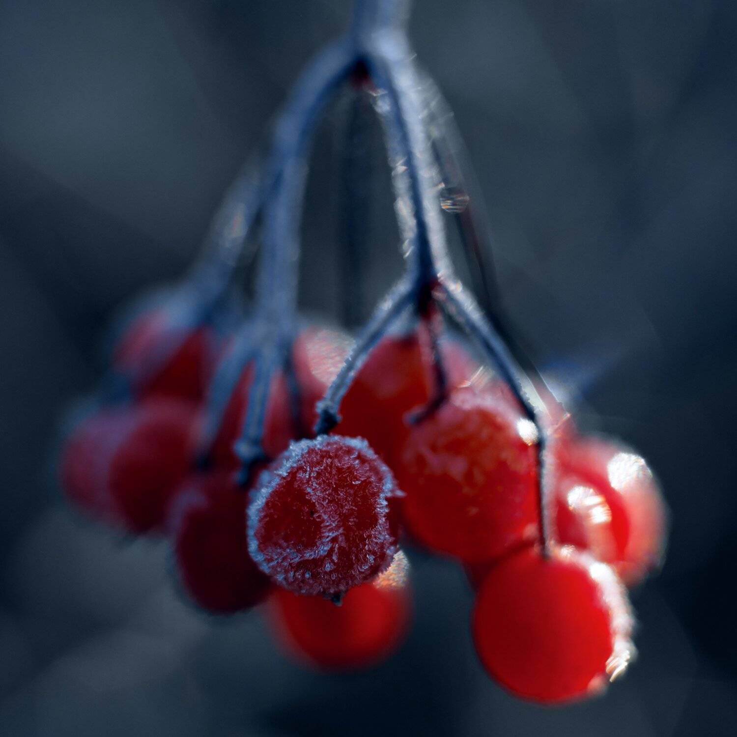 Осенняя заморозка.. Автор: Sixten ( Сергей ) природа,осень,беларусь,лес, Sixten ( Сергей )