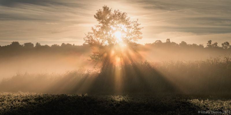осень, желтый, рассвет, туман, туманный, утро, природа, свет, солнечный свет, лучи солнца, дерево Треугольник светаphoto preview