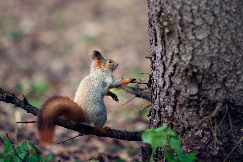 белка, животные, природа Про бельчатphoto preview