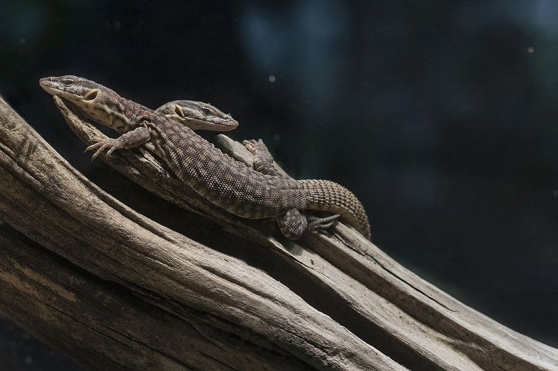 Spiny-tailed sundewphoto preview