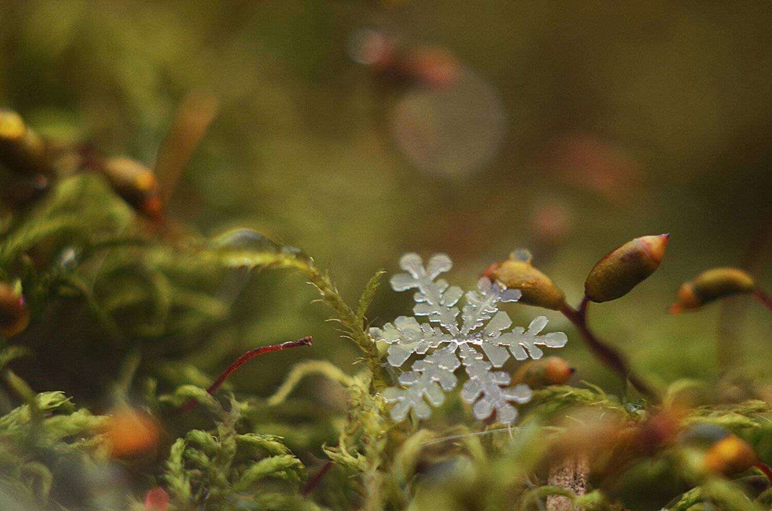 , Лапшина Владлена