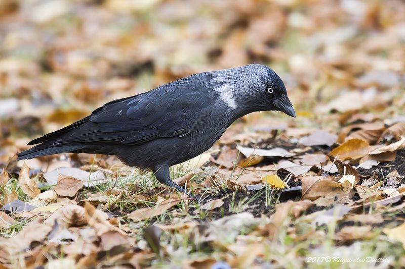 Галкаphoto preview