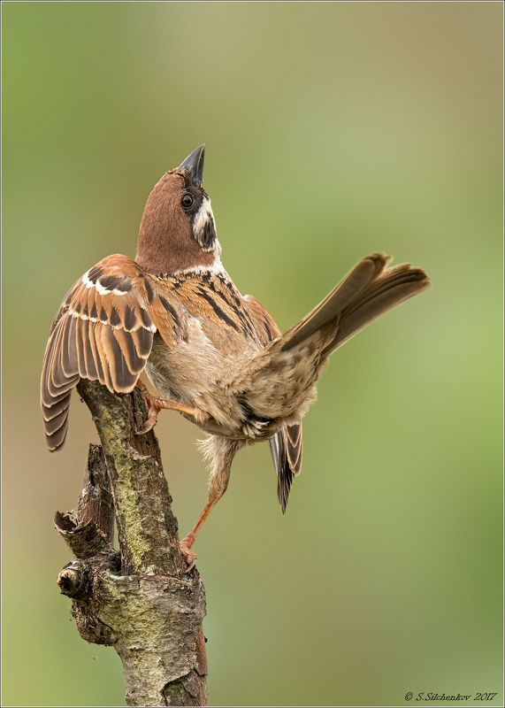 Взгляд назад.photo preview