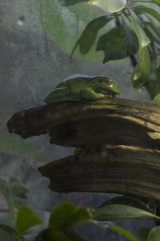 Vivarium #*photo preview