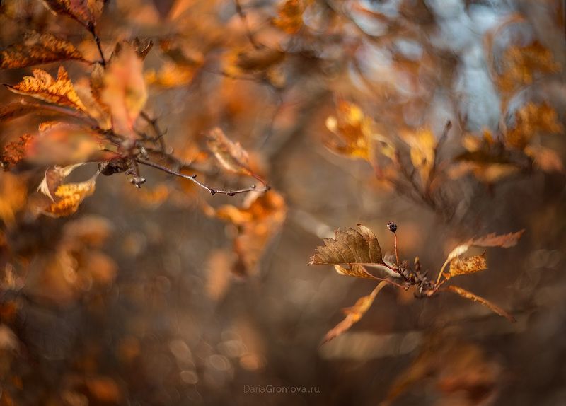 Осеньphoto preview