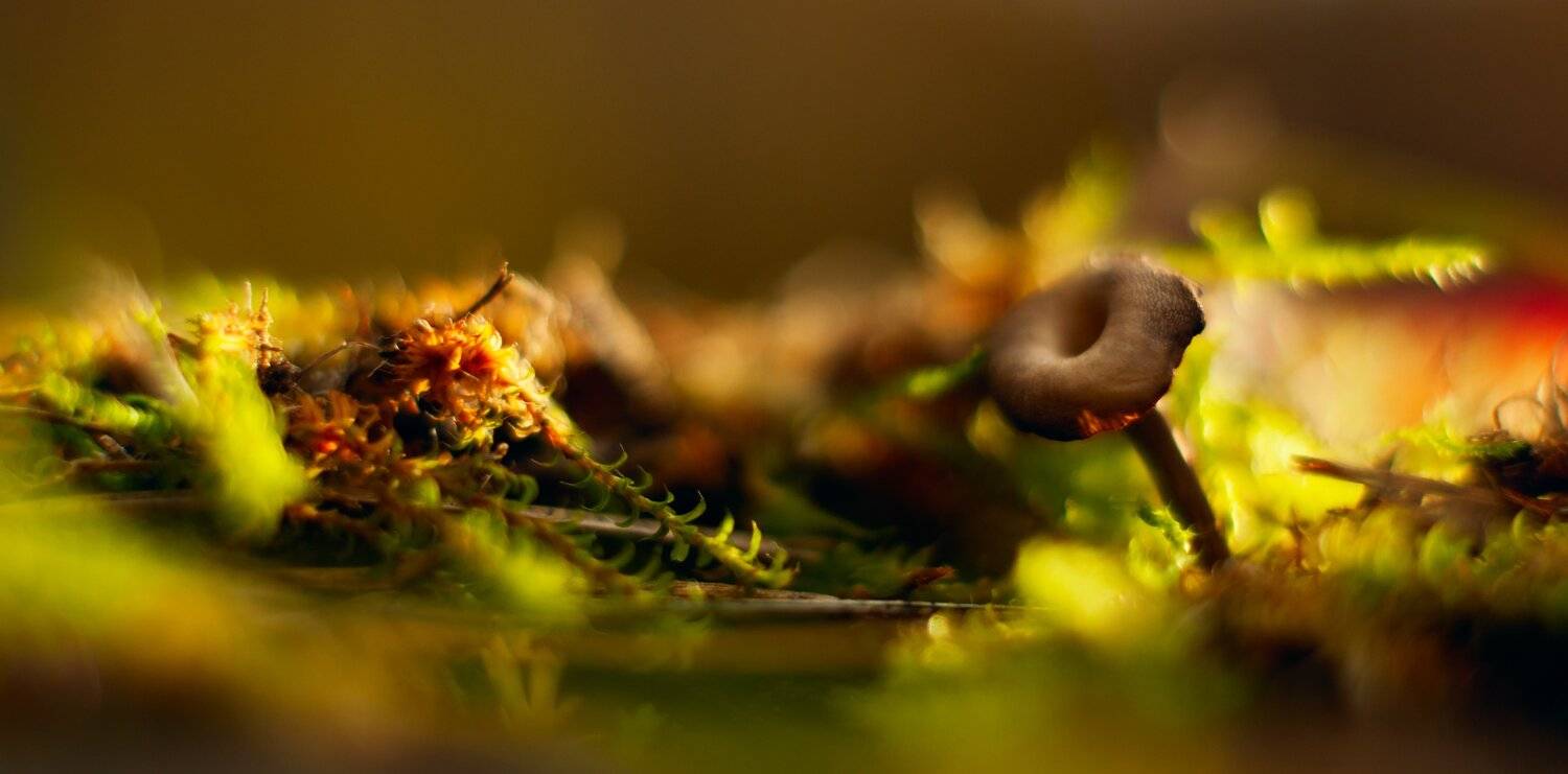 Картинки из осеннего леса 13.. Автор: Sixten ( Сергей ) осень, беларусь, природа, Sixten ( Сергей )