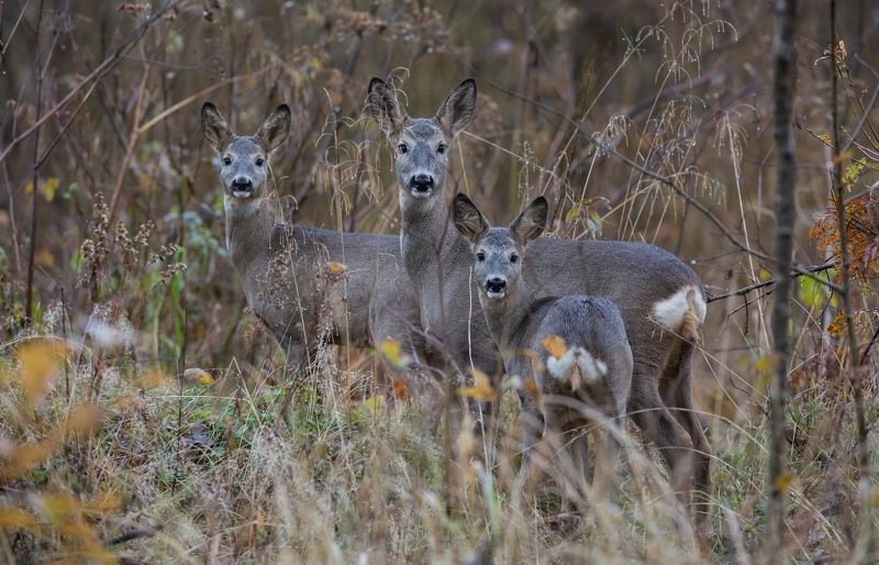 Косулиphoto preview