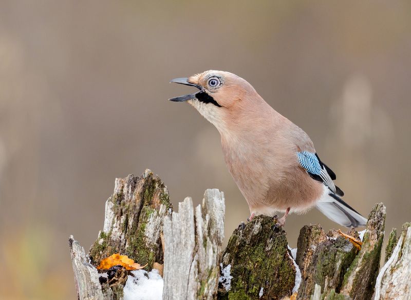 сойка сойкаphoto preview