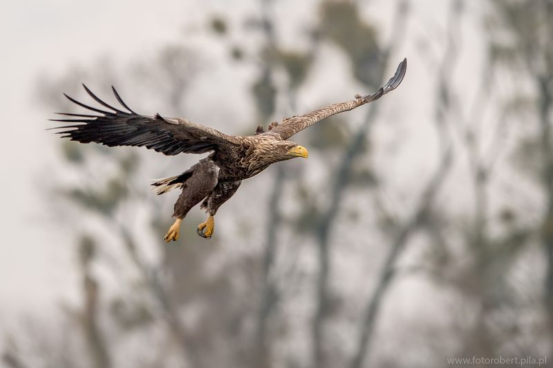 Орел в полете Орел в полетеphoto preview