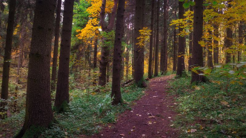 Осеньphoto preview