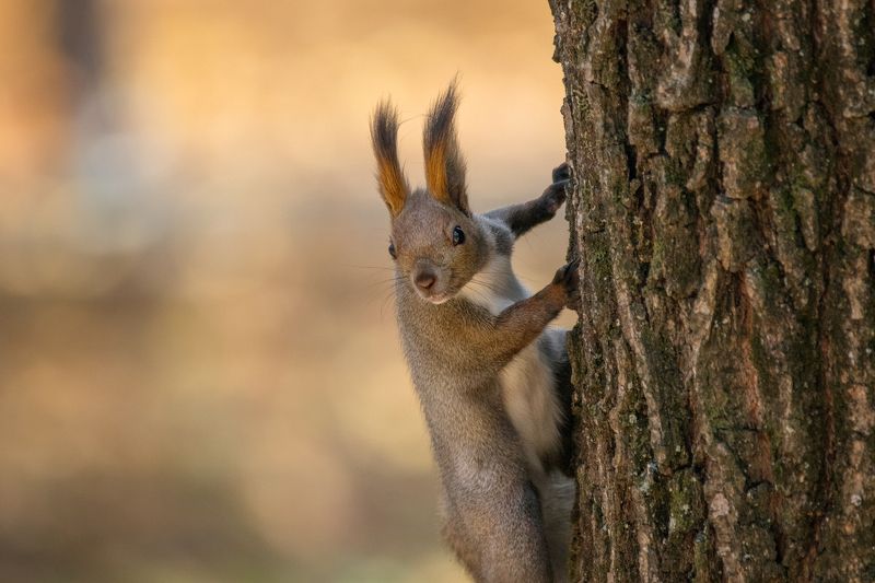 Белкаphoto preview