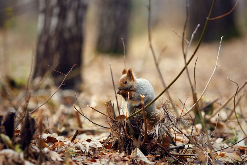 белки, осень, лес Про бельчонкаphoto preview