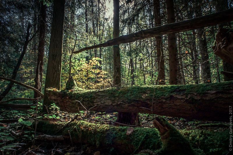 #landscapes #color #forest #trees #PhotoByDmitryGorkovets В гостях у сказки.) photo preview