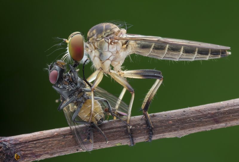 #macro#robberfly#prey#colors Can You Spot The Little Robber Fly?photo preview