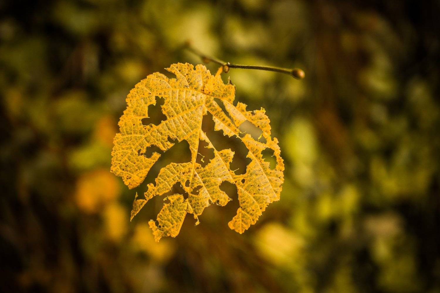 Leftover. Автор: Boris Preslavski , Boris Preslavski