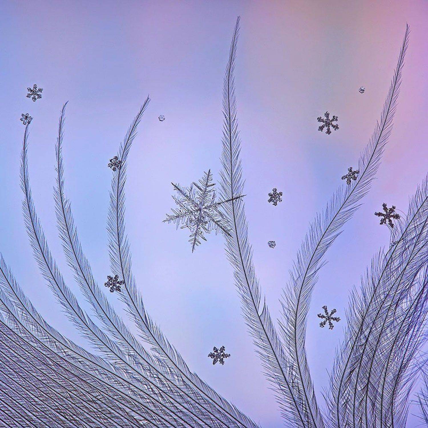 Снежный калейдоскоп. Автор: Елена Соловьёва снег, снежинка, снежинки, макро, кристалл, природа, Елена Соловьёва