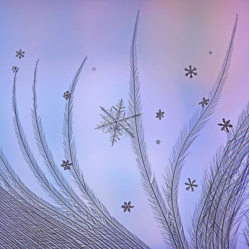 снег, снежинка, снежинки, макро, кристалл, природа Снежный калейдоскопphoto preview